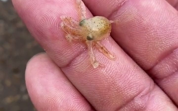 【水下探险】世界上最小的八爪鱼