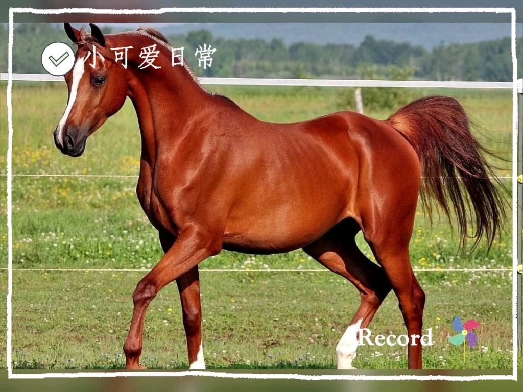 阿拉伯马二十一