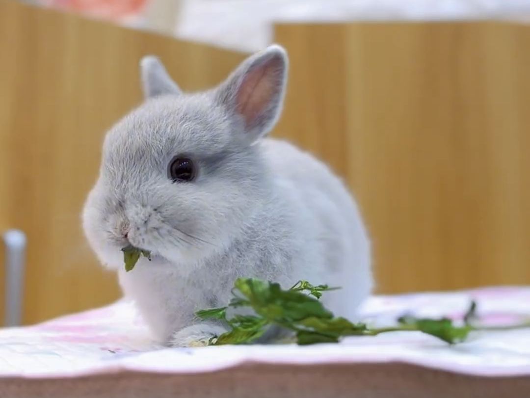 【宠物兔】趴趴兔