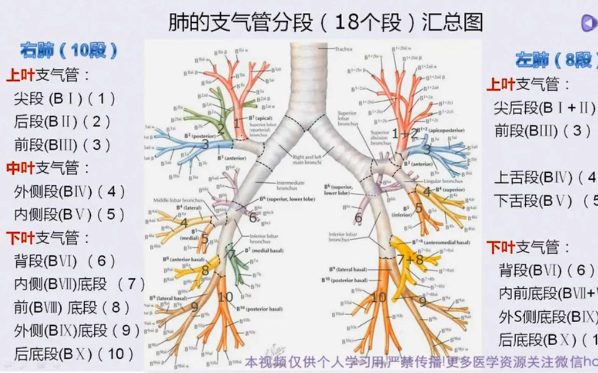 支气管解剖图结构分叶图片