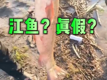 哈尔滨松花江里能打到这么大的江鱼吗?这是江鱼还是水库鱼?#哈尔滨 #松花江 #江鱼哔哩哔哩bilibili