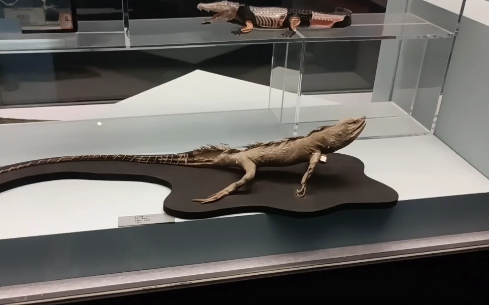 博物馆系列之各种爬行动物的化石标本