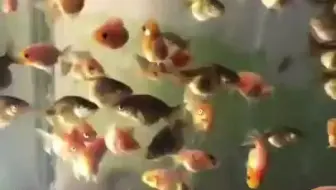 【养鱼达人】我的金鱼被过滤器吸走了