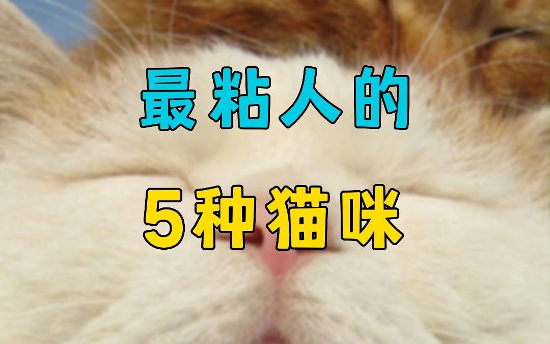 最粘人的5种猫咪,你家猫咪上榜了吗?哔哩哔哩bilibili