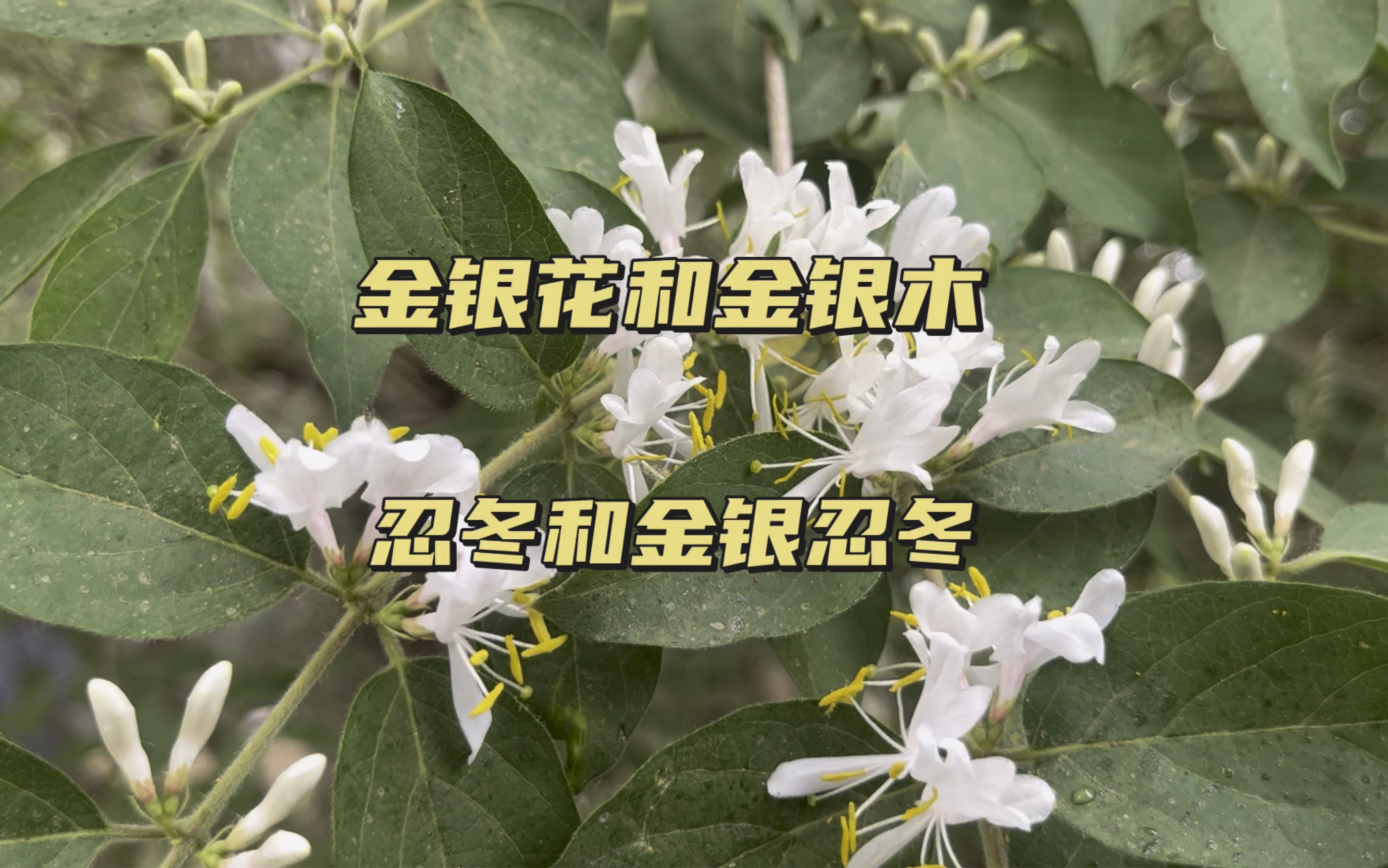 忍冬草的功效与作用(忍冬草功效大揭秘,祛湿止痛,抗炎镇痛)
