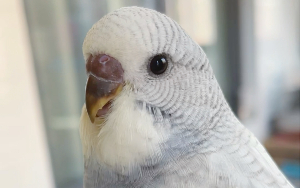 【月玖-虎皮鹦鹉】都是卡姿兰大眼睛,小嘴儿雀黑,软乎乎的.