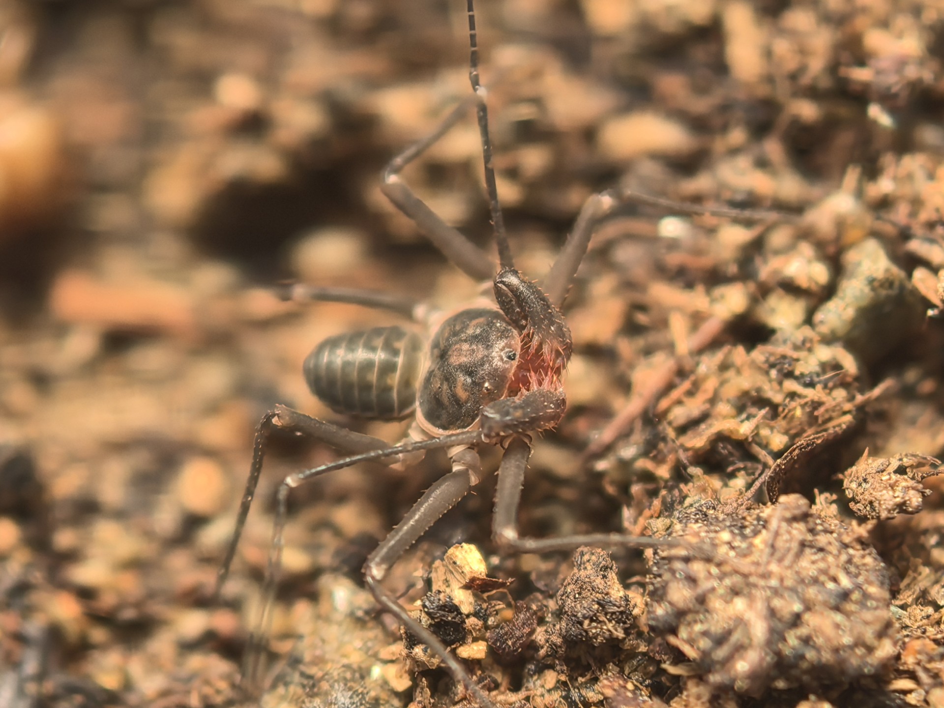 沉默刺客--中华萨鞭蛛捕食小合集