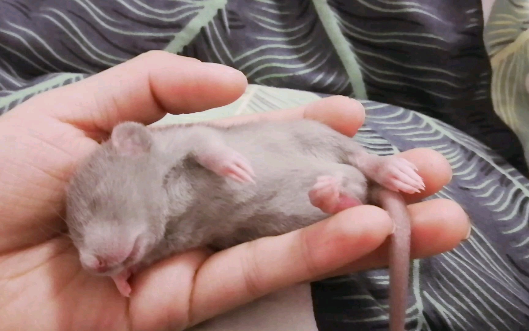 花枝鼠宝宝～俄蓝宝宝睡姿暴击