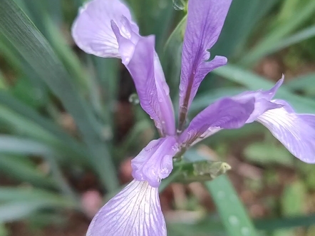 这种淡淡的紫色,看起来真的很治愈,这种颜色的鸢尾花,真是颜值担当啊!