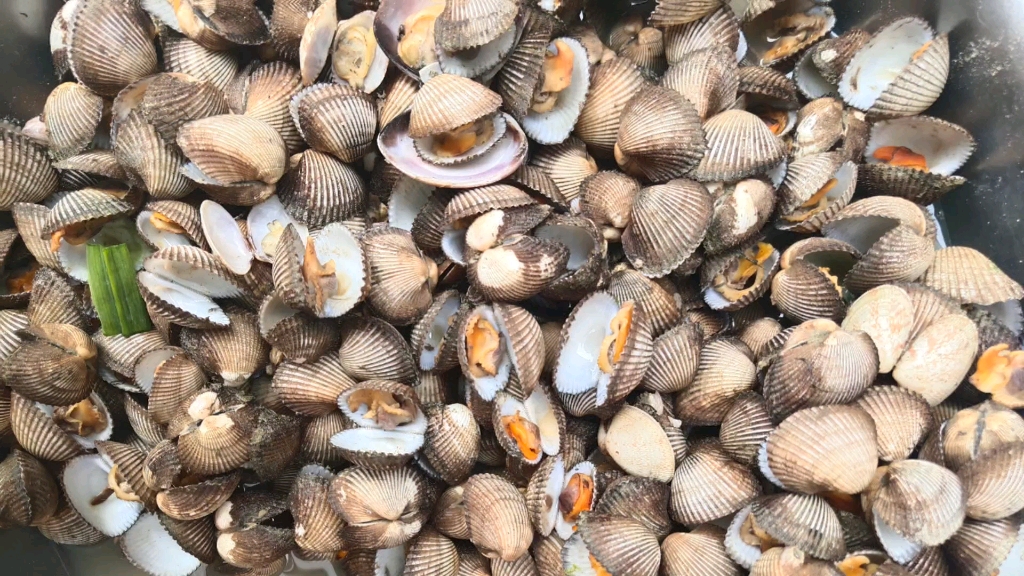 赶海抓毛螺,你们有吃过这种毛螺吗?