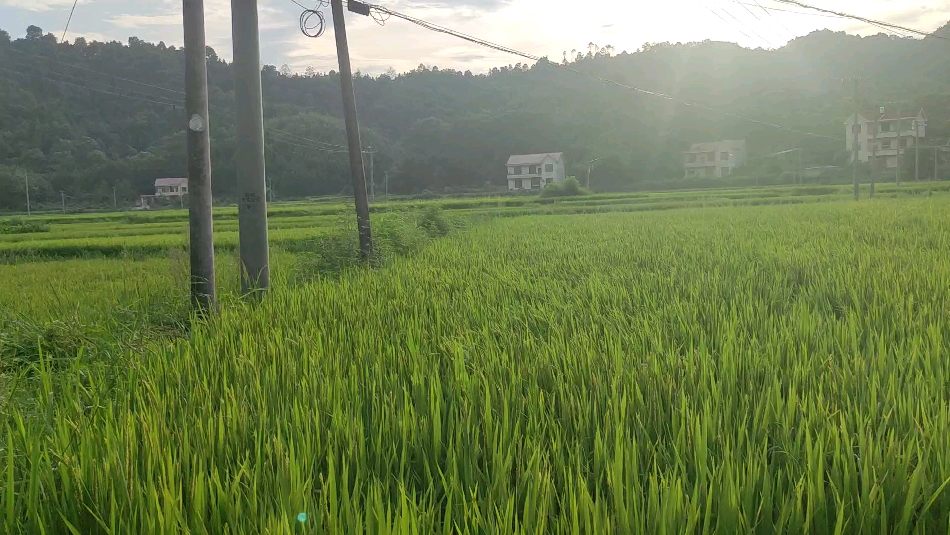 [图]乡村夏景