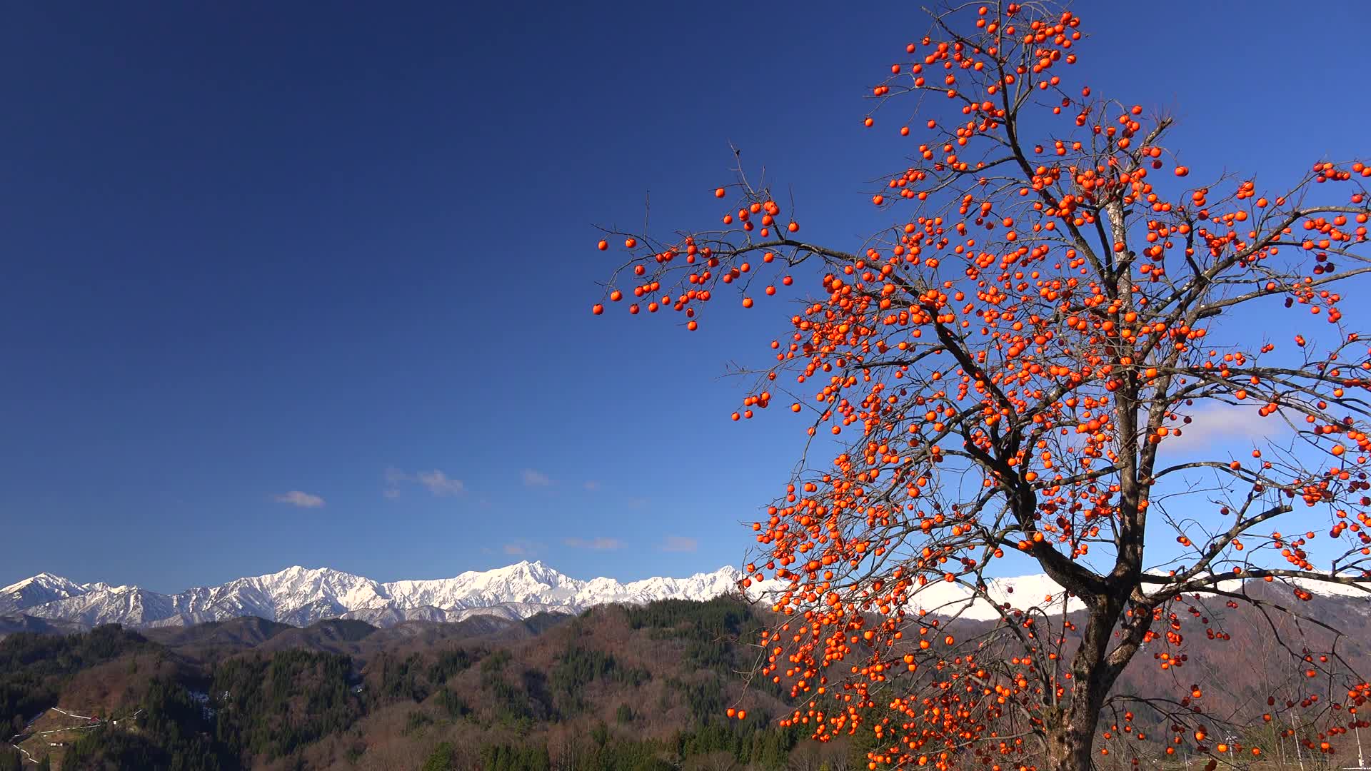超清日本第一视角残留的柿子树和美丽的北阿尔卑斯山脉雪景201912