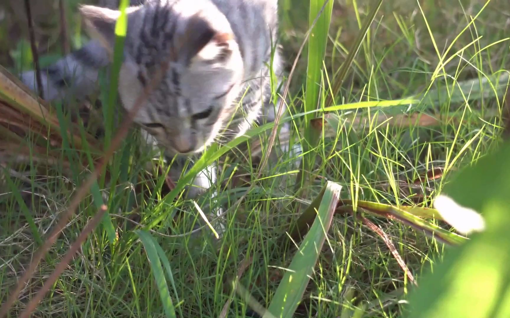 什么地吃草 B站