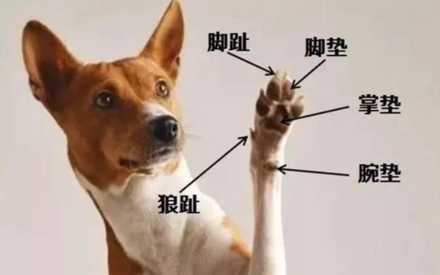 犬和狗有什么区别?哔哩哔哩bilibili