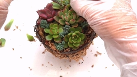 多肉球的制作 如何把植物种到水苔球上 哔哩哔哩 つロ干杯 Bilibili