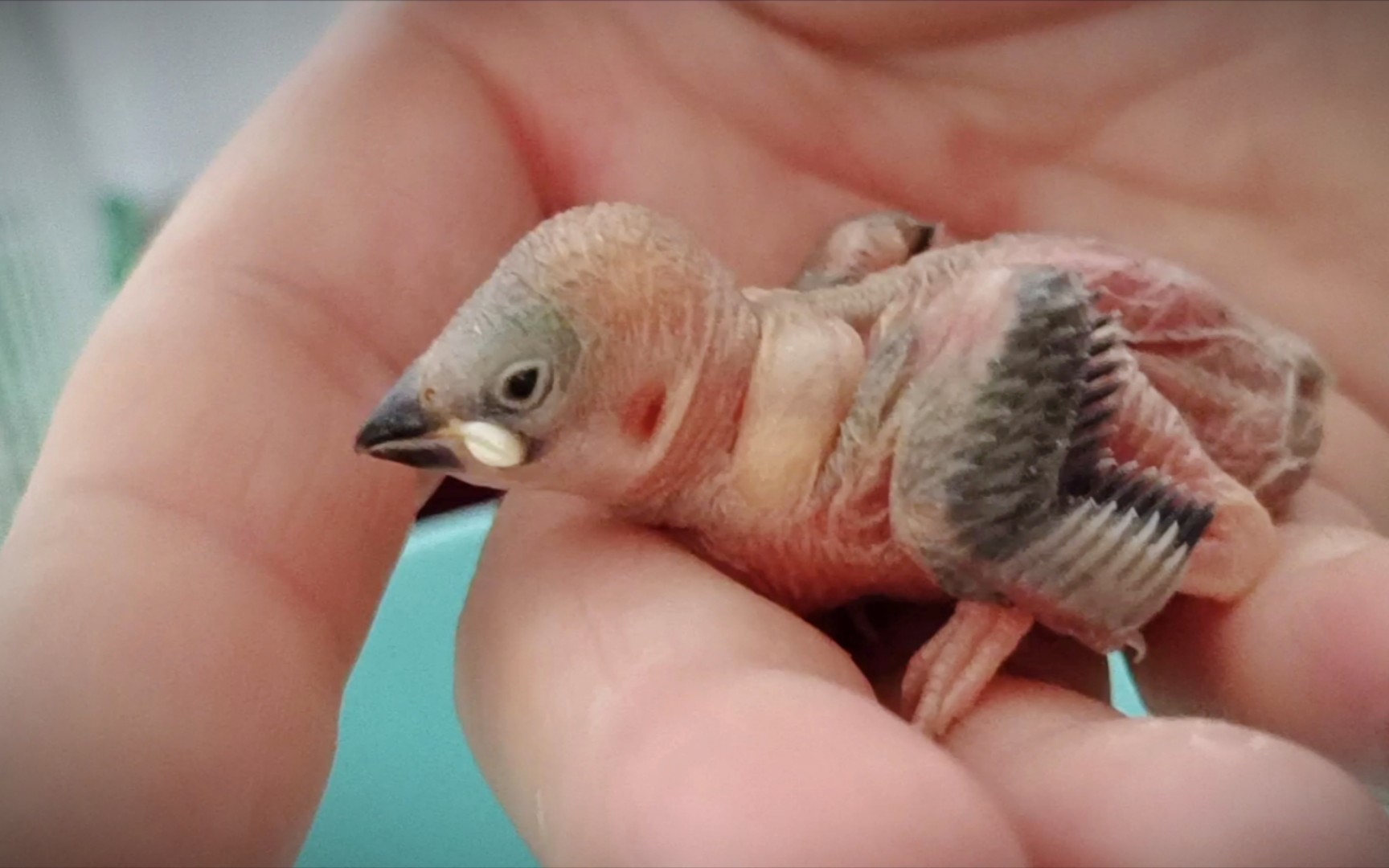 文鸟小宝宝很健康,长的萌萌的,很可爱