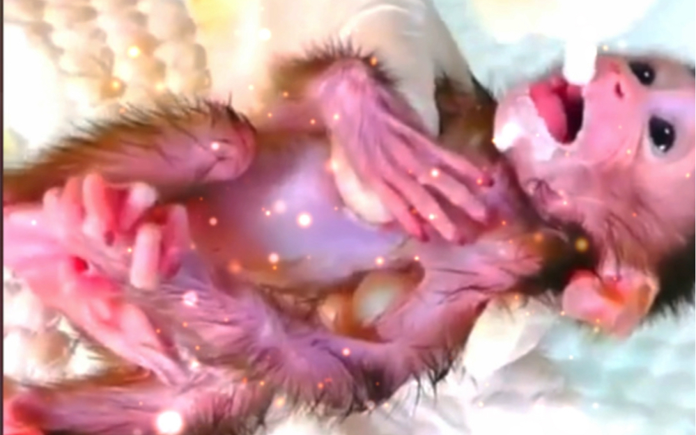 小膏药(崭新出场) 一管子鼠奶飙进去立马活蹦乱跳