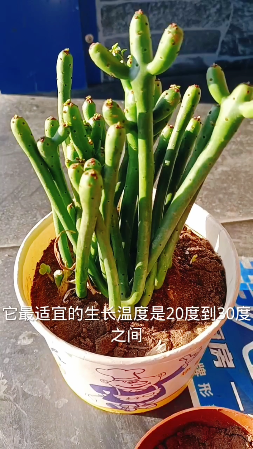 珊瑚树也叫发财棍,招财旺宅,四点技轻松养好它