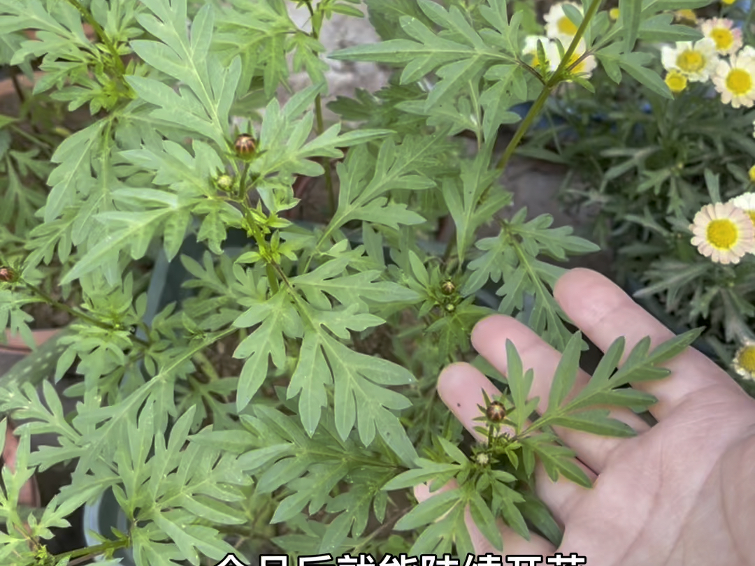 硫华菊小苗图片图片