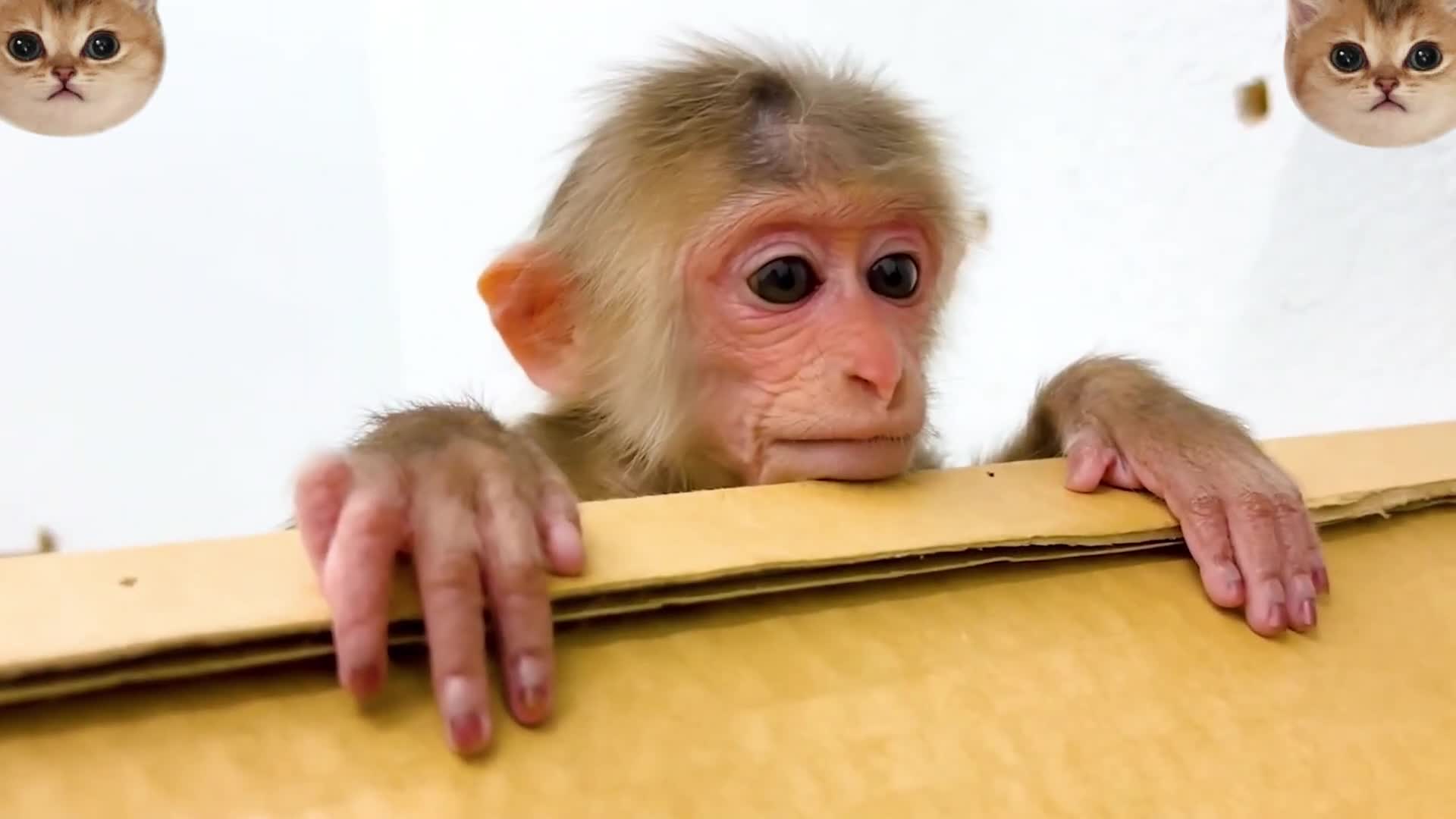 猴哥早上自己做饭,帮助狗子修卡车