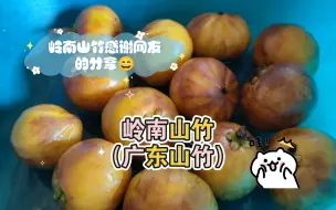 Descargar video: 岭南山竹（广东山竹）感谢网友的分享😄