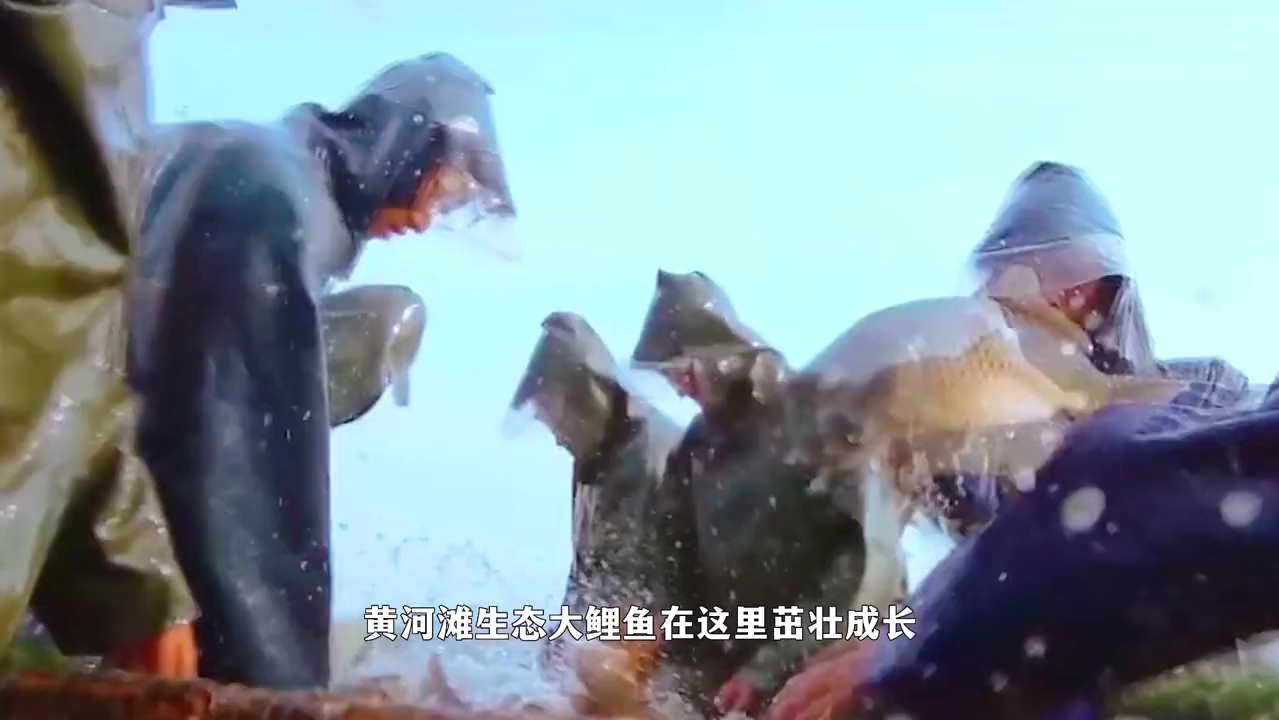 黄河大鲤鱼