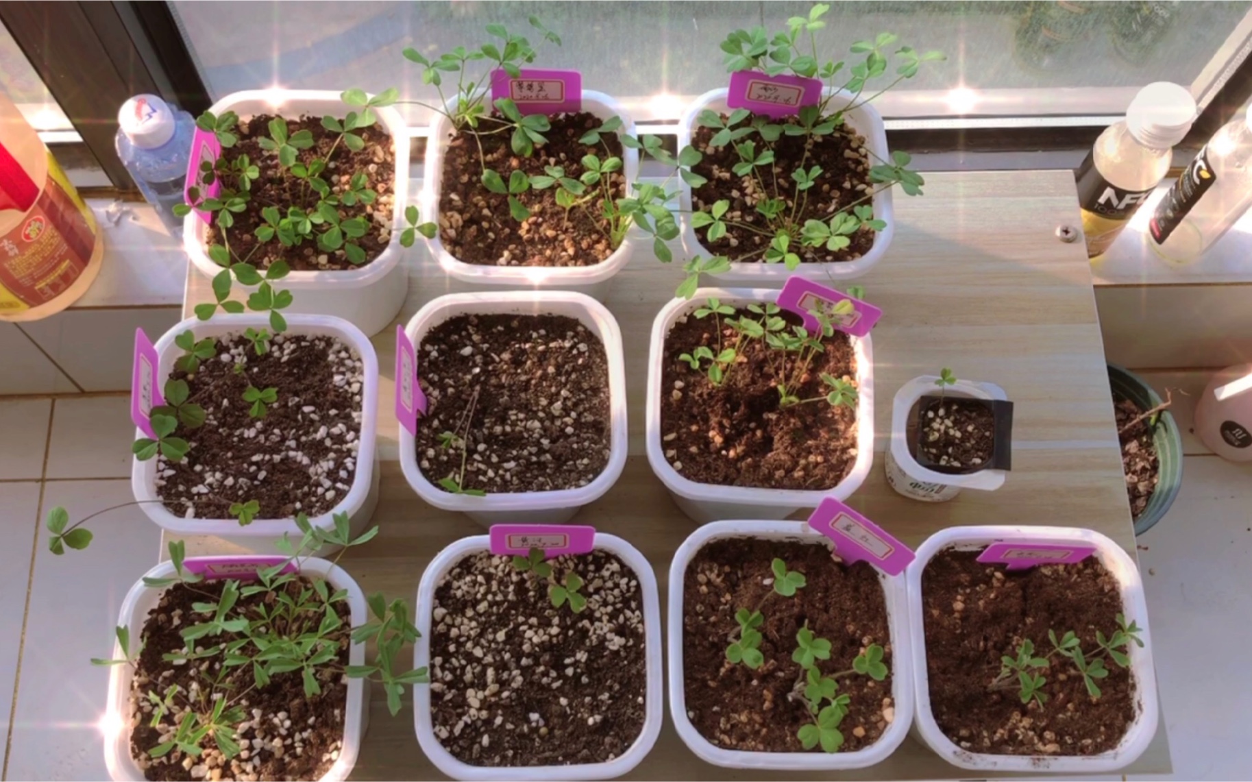 酢浆草ob系列我家有酢初长成