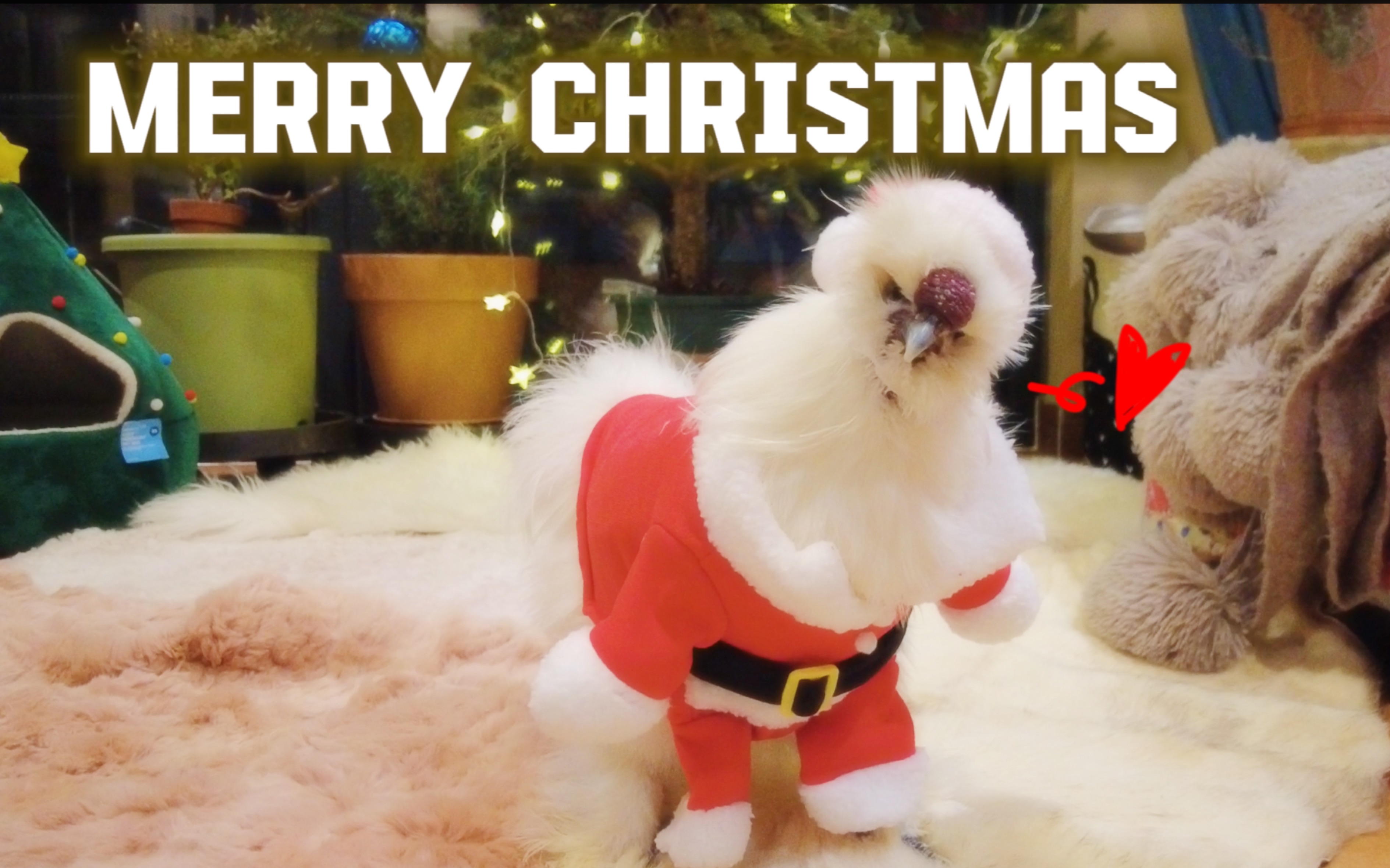 【宠物鸡】"圣诞老鸡"来啦～ 快来和小鸡们一起欢乐圣诞!cos