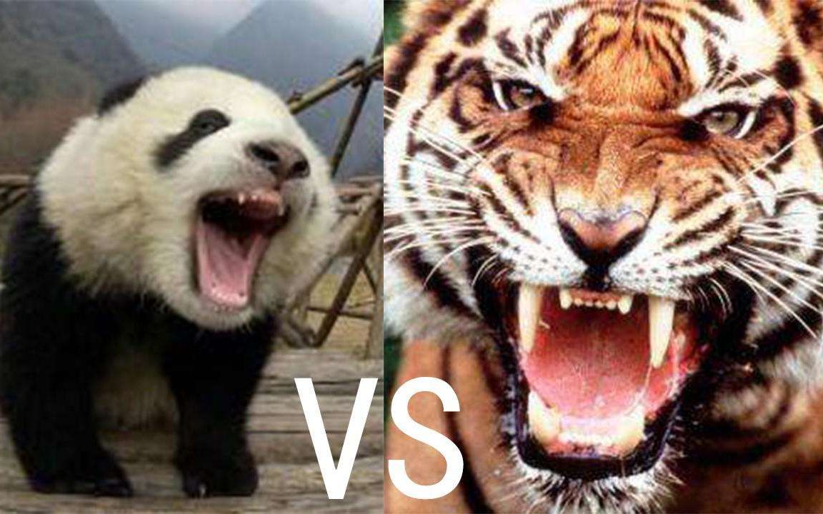 都是三大远古动物,为什么凶猛的老虎狮子不攻击大熊猫?