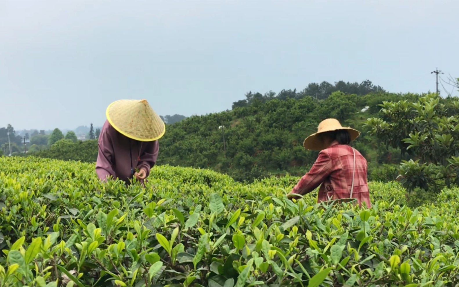 [图]邻居阿姨叫我们来采茶啦