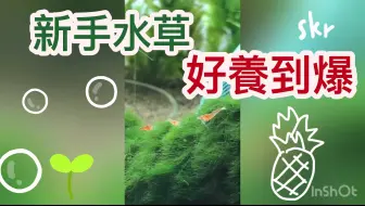 水草缸 有福利 无添加co2缸体跟踪记录适合新手不需要二氧化碳也能养出属于自己的一片水草草坪 哔哩哔哩 Bilibili