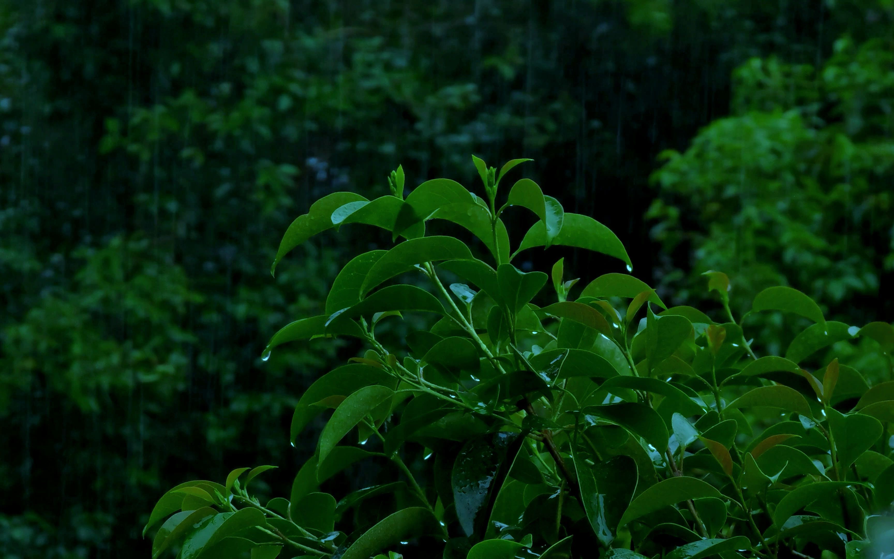 小米11ultra雨天记录建议打开4k观看画质感人