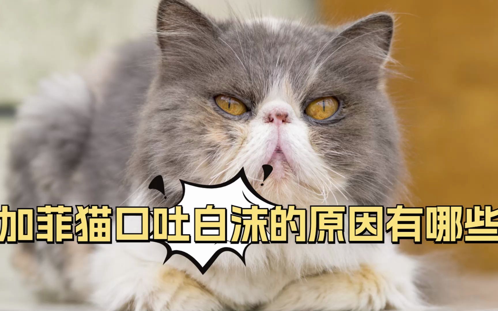 加菲猫口吐白沫是什么原因,你家猫咪出现过这种情况吗?