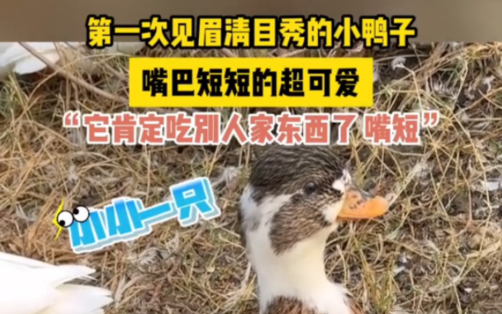 第一次见眉清目秀的小鸭子,嘴巴短短的超可爱,"它肯定吃别人家东西了
