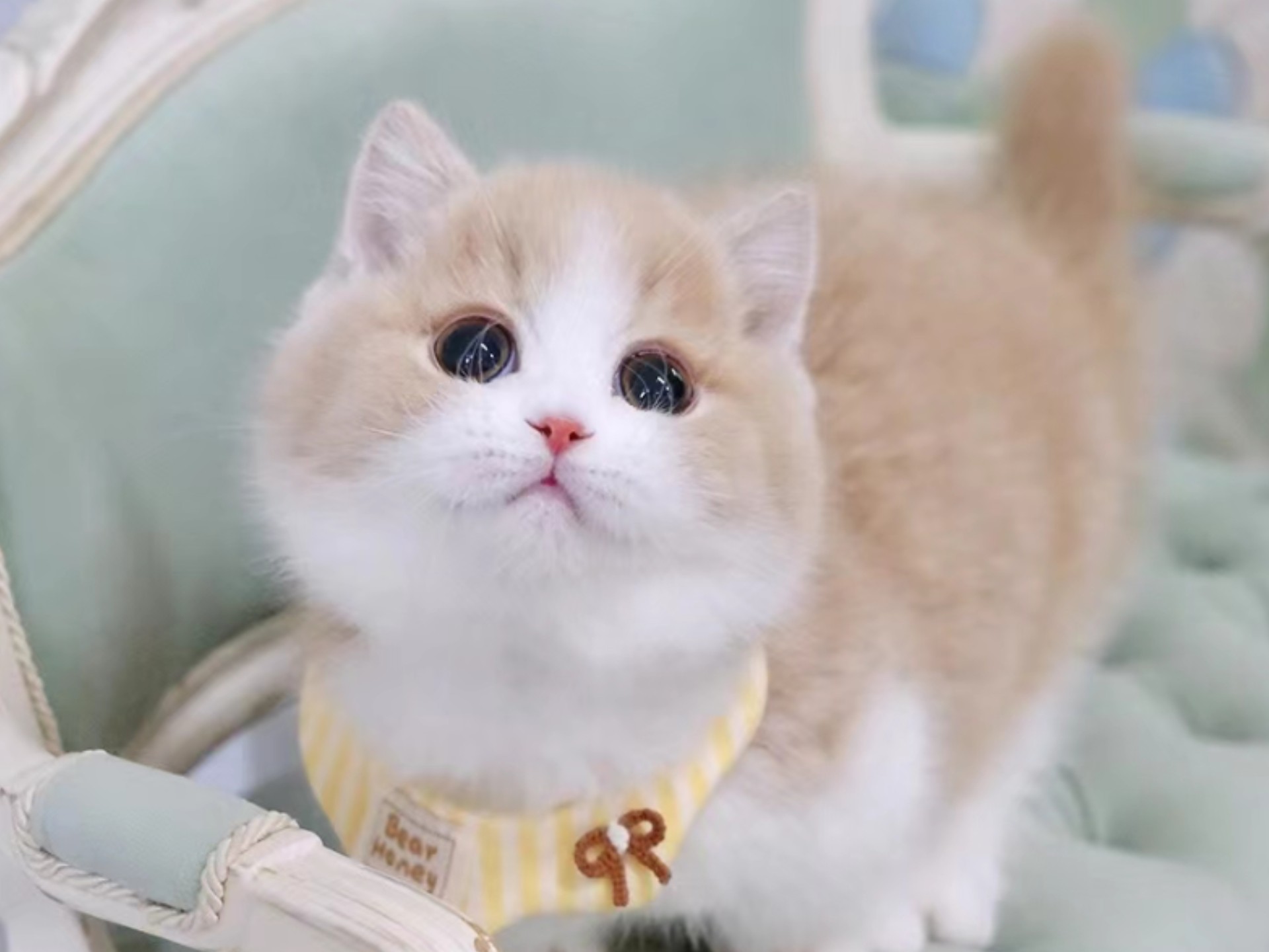 乳白曼基康矮脚弟弟熊版小可爱,地毯毛贴地矮开脸满背五粉贴地矮,绝绝