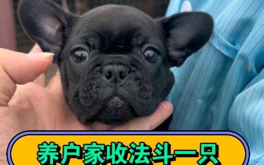 养户家收法国斗牛犬一只哔哩哔哩bilibili