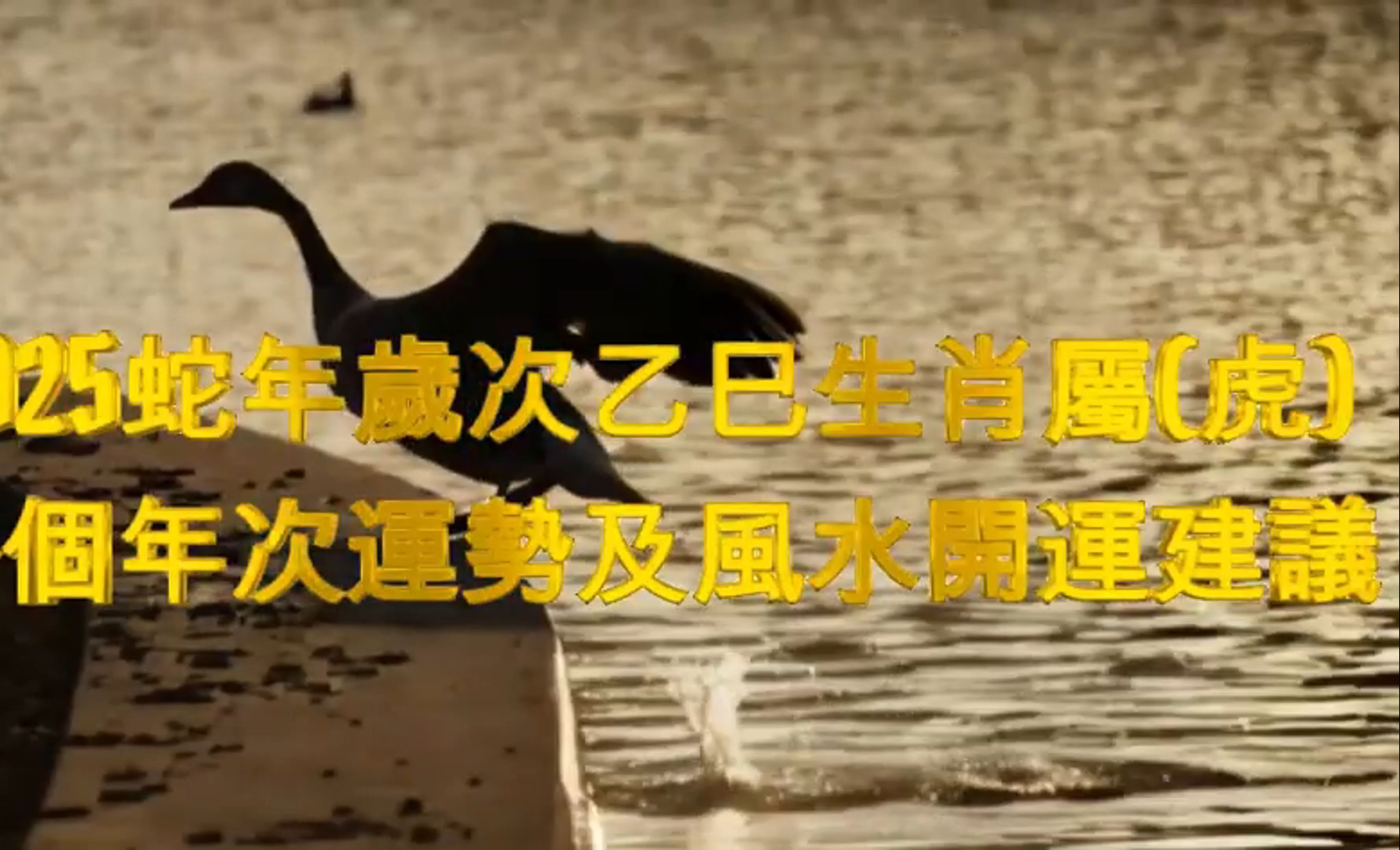 生肖蛇生肖虎明日运势(属蛇的明日财运)