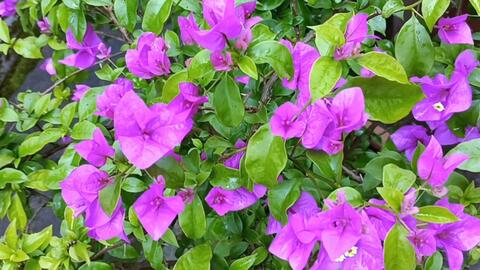 五月花 紫亚兰 哔哩哔哩