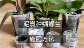 Tải video: 用泥炭种蝴蝶兰如何施肥