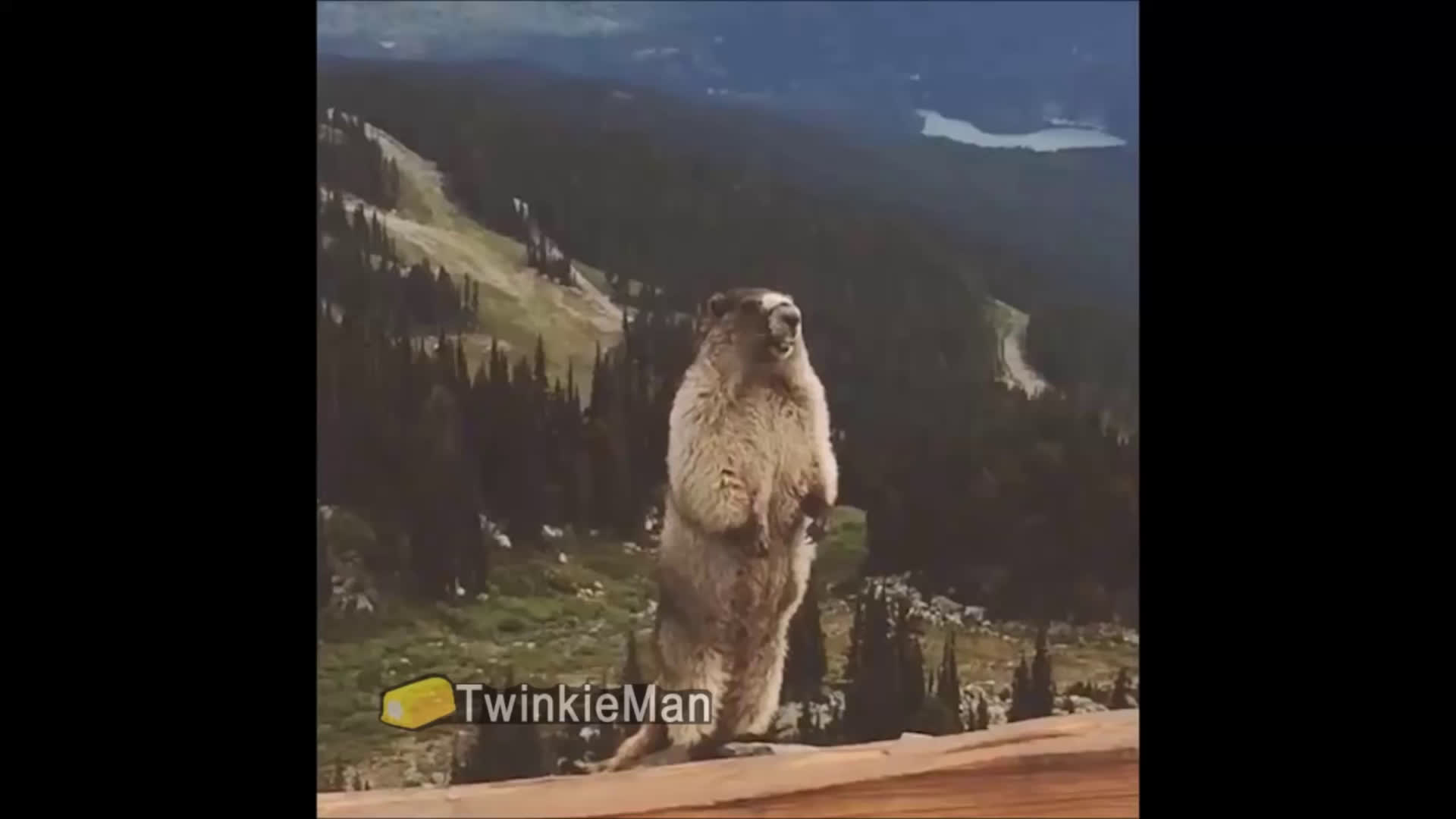 [图]The Screaming Marmot - Remix Compilation