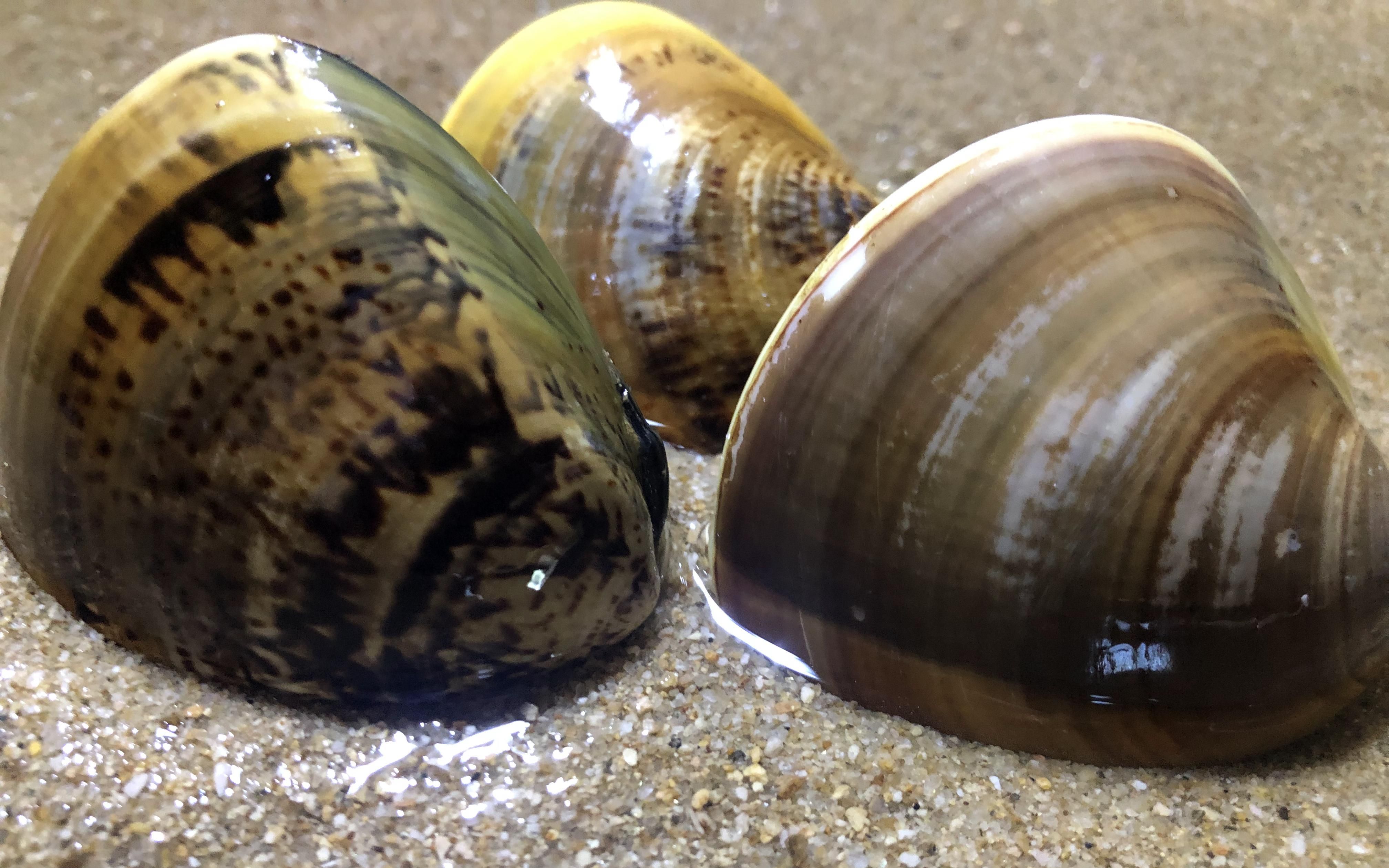 小倪跑到无人海域赶海,拳头大的文蛤,猫眼螺这么多的捉起来真过瘾!