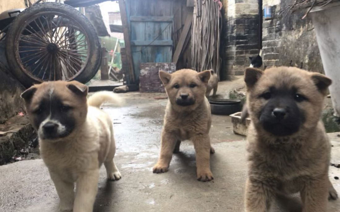 大叔家四眼母土狗生下8条小狗,其中一条是头领狗王