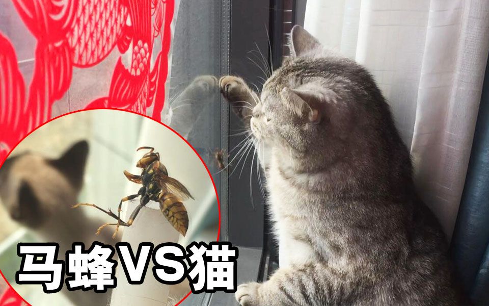 [图]高能！大马蜂蛰哭了2只猫，敢欺负我的猫，看我弄死你啊！【猫奴的日常】