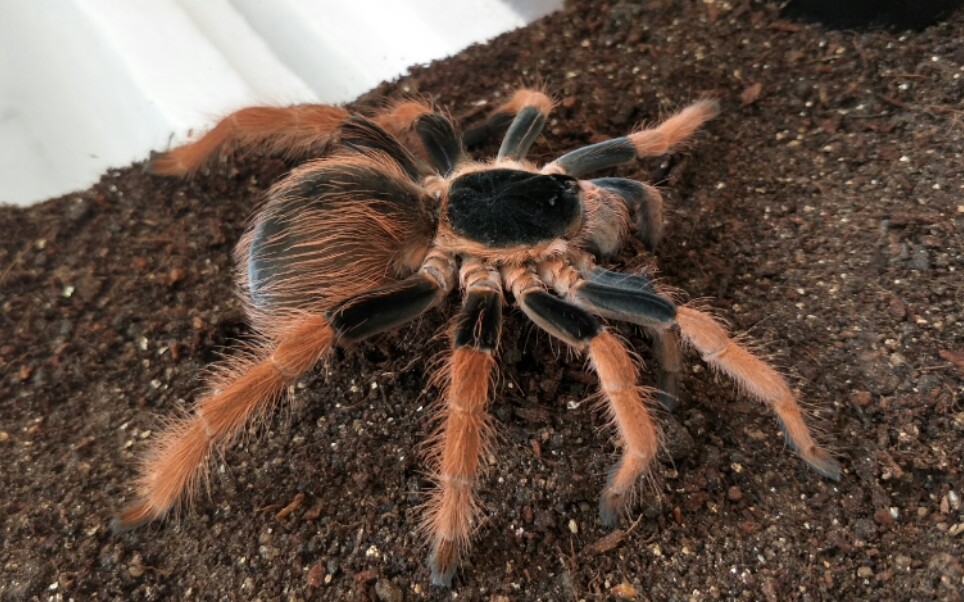 哥伦比亚红脚及一些蜘蛛晚间小喂食