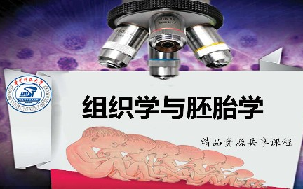 组织学与胚胎学华中科技大学主讲李和 39讲哔哩哔哩bilibili