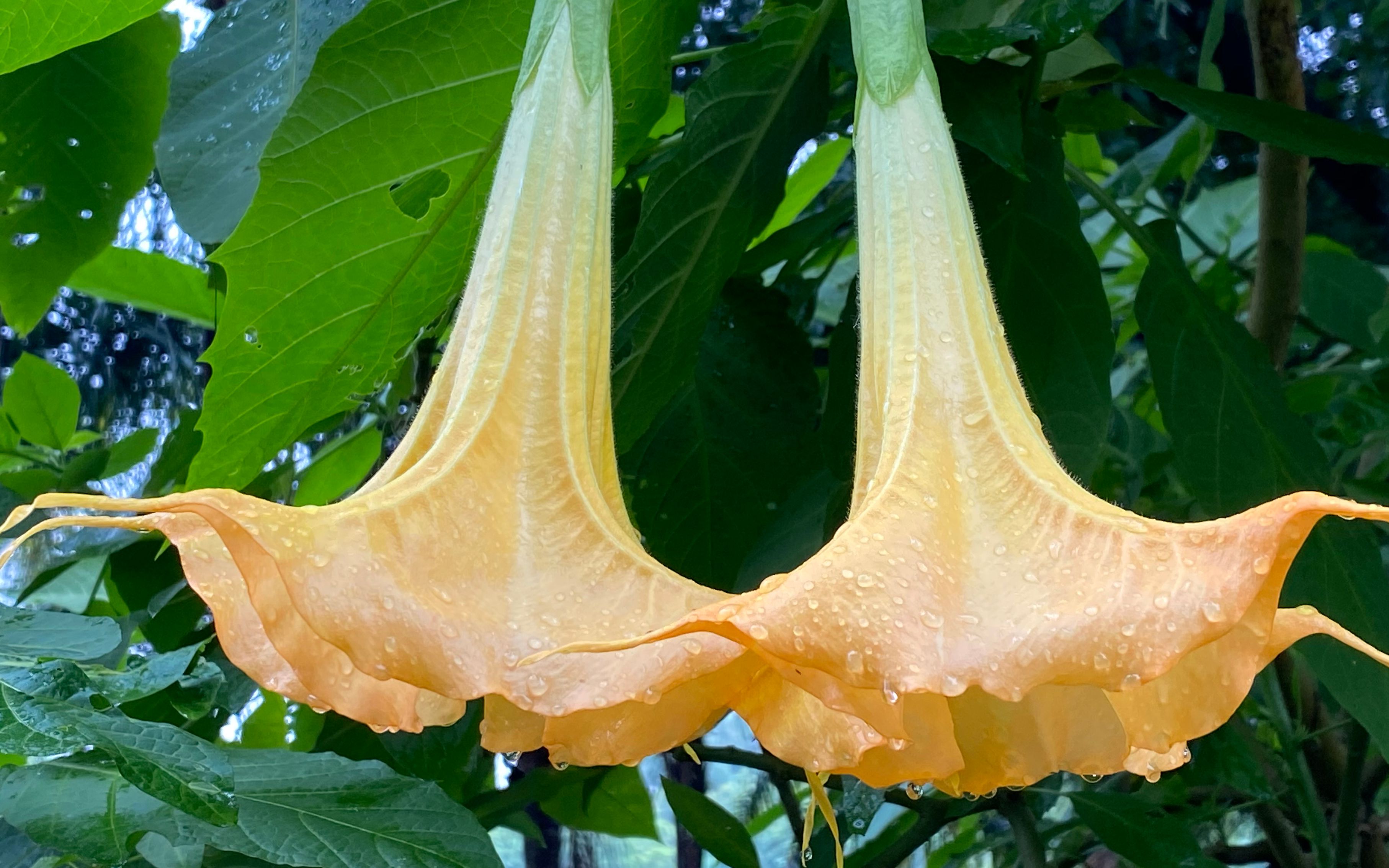 天使的号角,黄花曼陀罗,花香雀儿山东雀湖云波亭