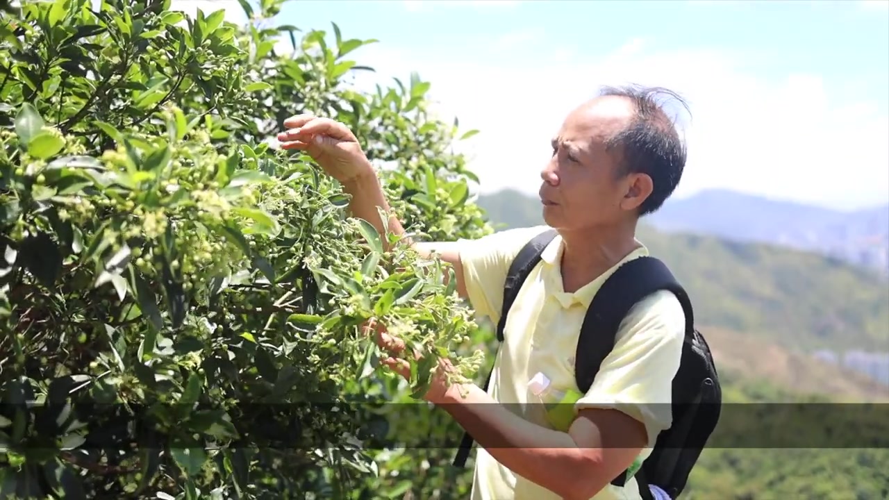 山油柑  杨根锚岭南草药传承哔哩哔哩bilibili