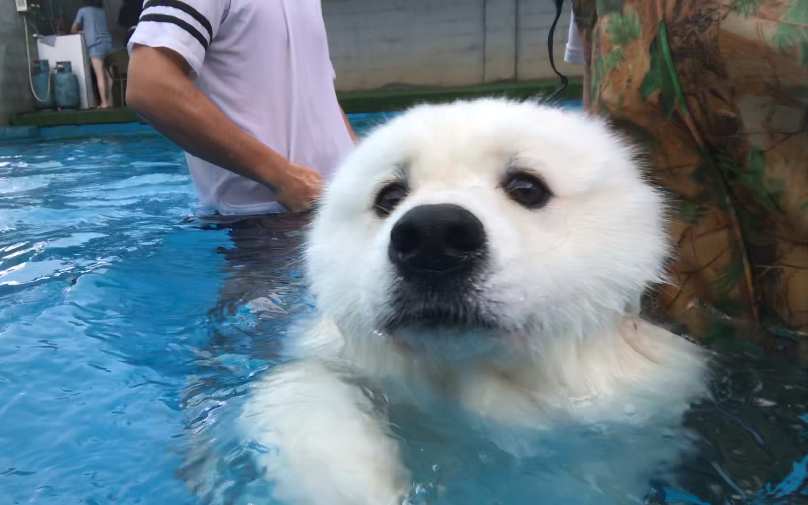 【gloria家的赵大不】【萨摩耶】海豹狗游泳