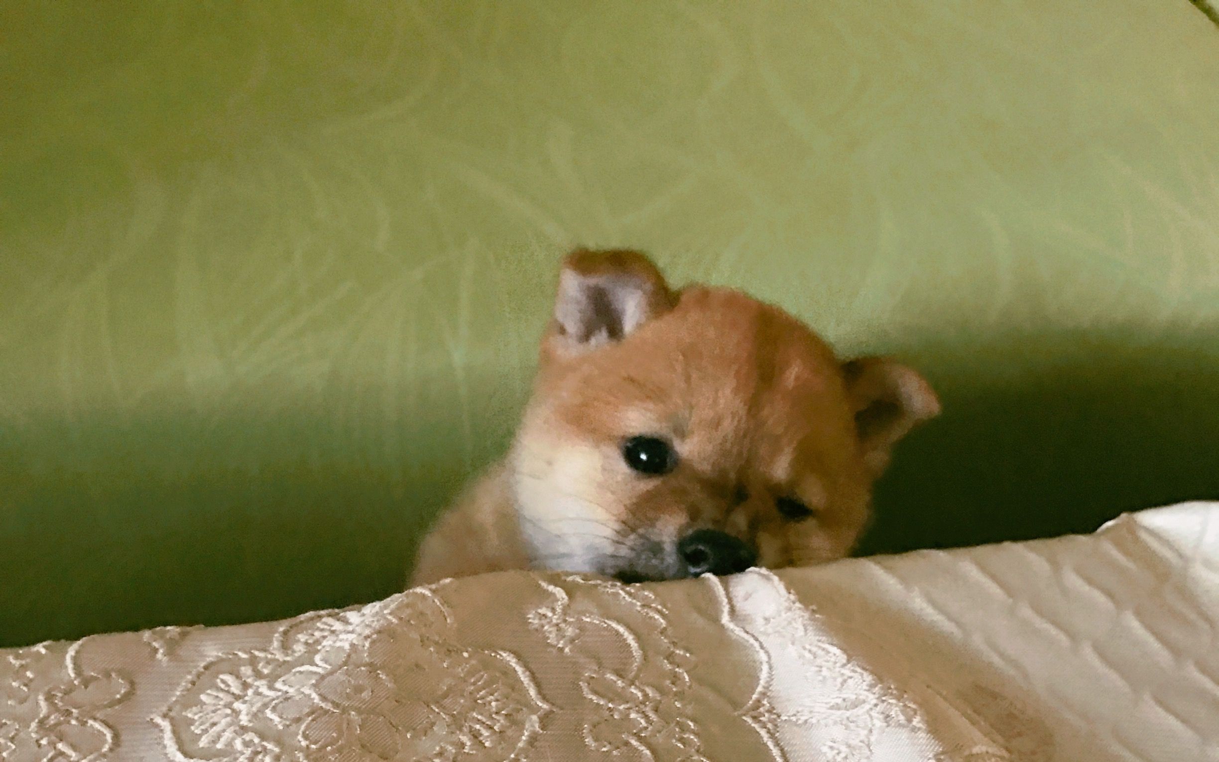 舞池一哥 一只听到音乐就摇摆起了脖子的柴犬