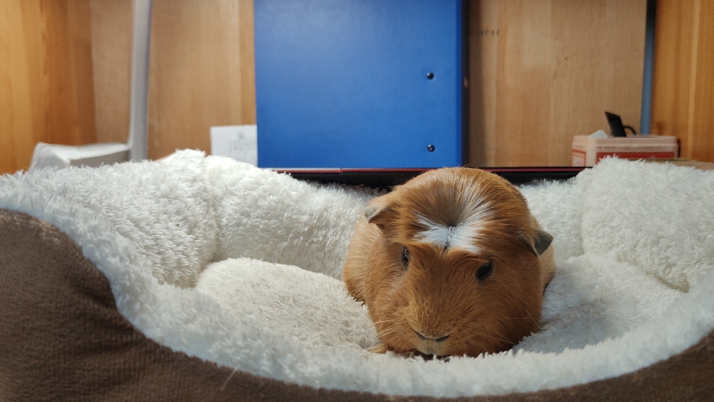 沉浸式看荷兰猪睡觉全过程